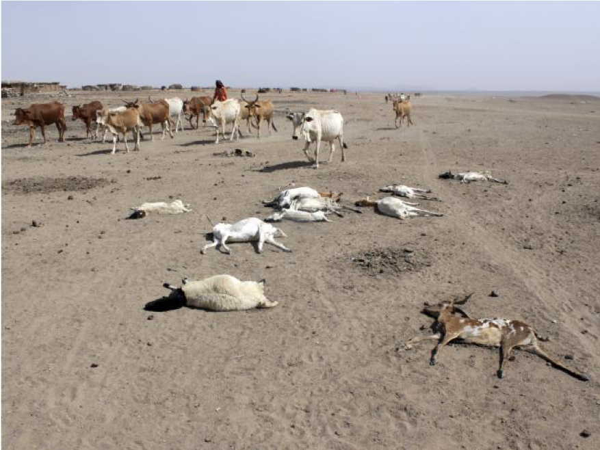 GLOBAL DROUGHT AND LIVESTOCK PRODUCTION Biology Diagrams
