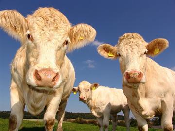 Cows looking at camera with blue sky and fields behind them