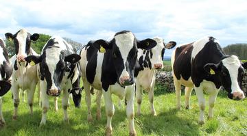 holstein cattle 2318436