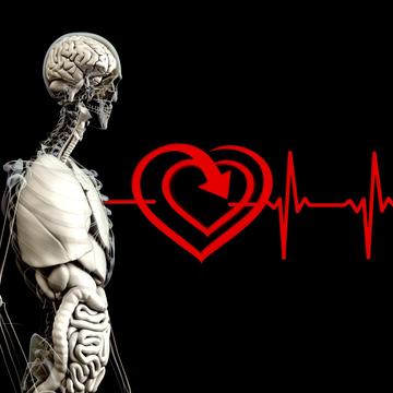 Anatomy 2328534 anatomy 2328534