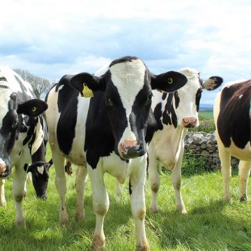 Holstein cattle 2318436 holstein cattle 2318436