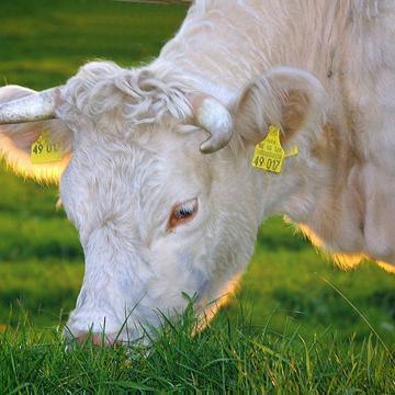 white cow grazing lush green grass in sunlight